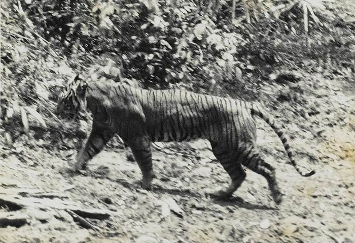 Яванский тигр (Panthera tigris sondaica), фото фотографии животные