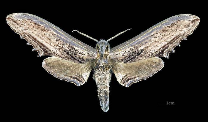 Лангия древесницевидная (Langia zenzeroides), фото фотографии бабочки