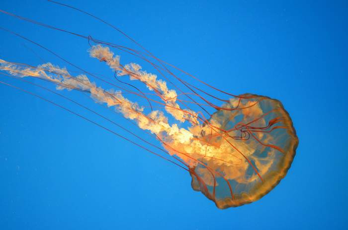 Медуза в море, фото фотографии животные