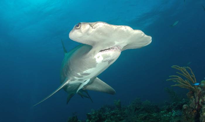 Гигантская акула-молот (Sphyrna mokarran), фото фотографии рыбы