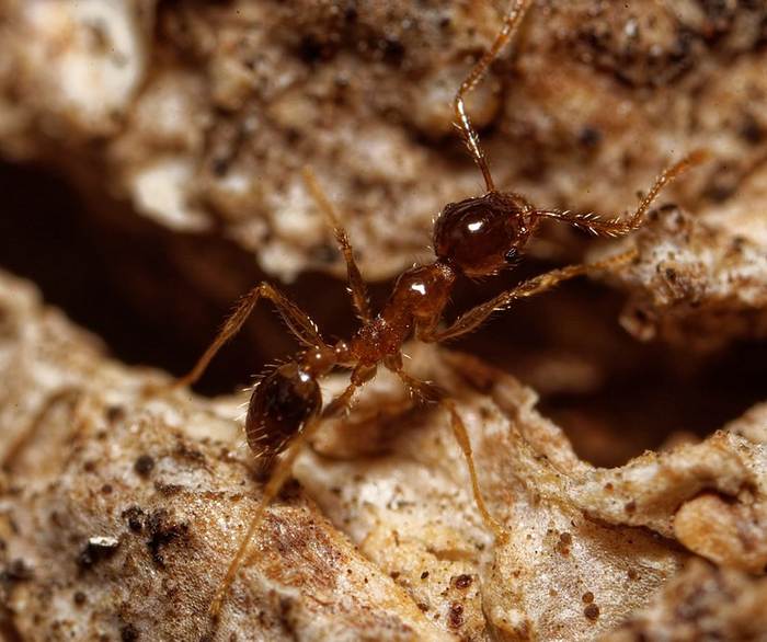 Африканский большеголовый муравей (Pheidole megacephala), фото фотографии животные