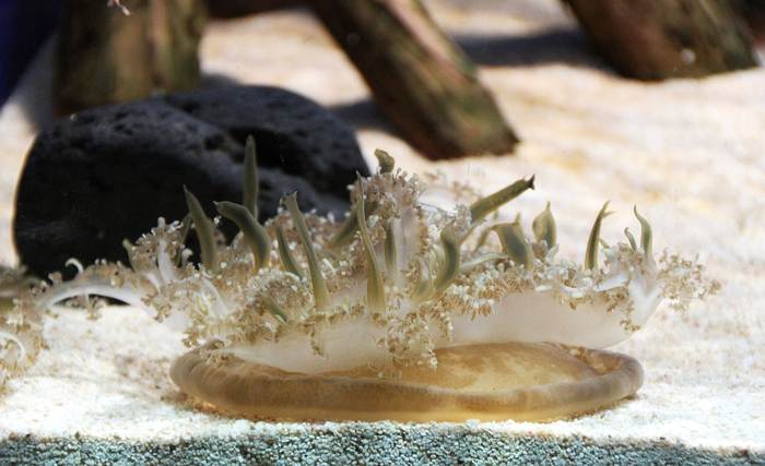 Перевёрнутая медуза (Cassiopea xamachana), фото фотографии животные