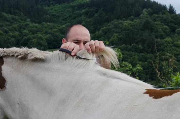 Мужчина стрижет гриву лошади, фото фотография