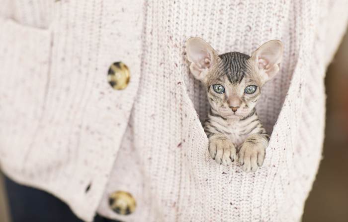 Котенок корниш-рекса в кармане кардигана, фото фотография