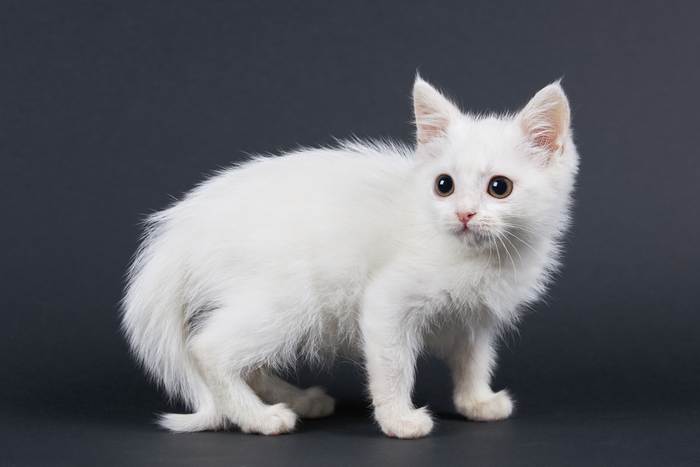 Белый полудлинношерстный котенок, фото фотография