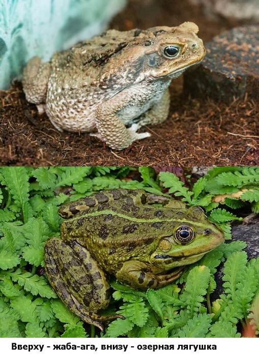 Чем жаба отличается от лягушки? Как отличить лягушку от жабы? Отличия жаб  от лягушек, доклад реферат для школы 1 2 3 4 5 6 класса