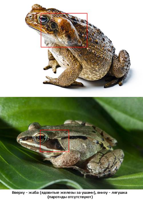 Ядовитые железы (паротиды) у жаб и лягушек, фото фотография земноводные