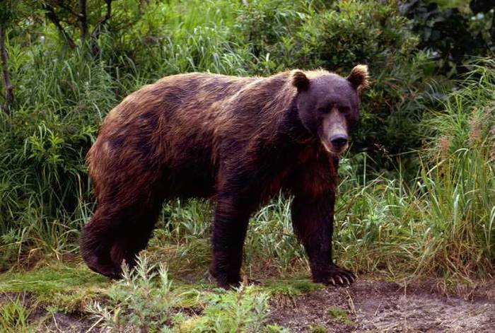 Камчатский бурый медведь (Ursus arctos beringianus) летом, фото фотография животные