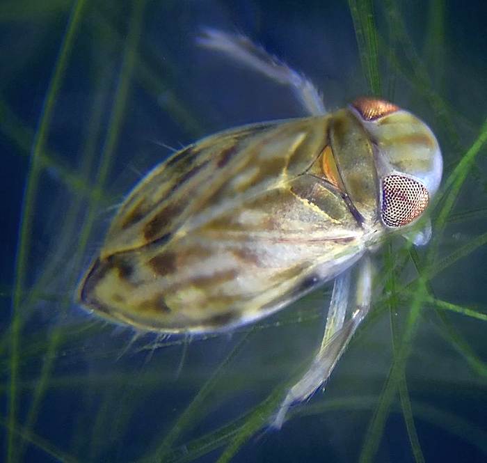 Водяной клоп Micronecta scholtzi, фото фотография насекомые