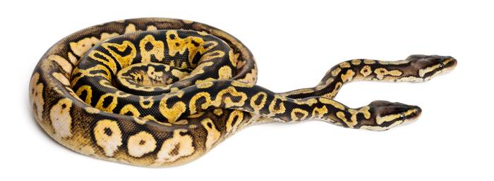 Сетчатый питон (Python reticulatus), фото фотография рептилии