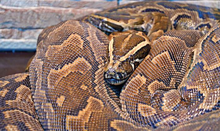 Иероглифовый питон (Python sebae), фото фотография рептилии