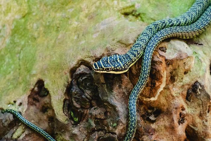 Обыкновенная украшенная змея (Chrysopelea ornata), фото фотография рептилии