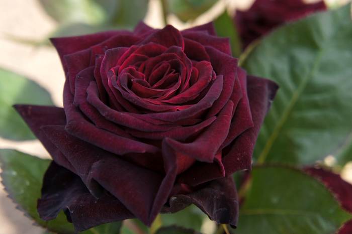 Роза Блек Баккара, фото фотография растения