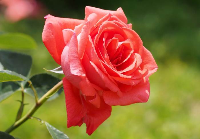 Роза Супер Стар, фото фотография цветы