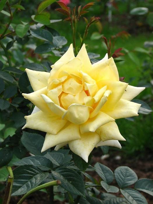 Чайно-гибридная роза Ландора, фото фотография цветы