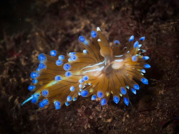 Морской слизень Antiopella cristata, фото фотография беспозвоночные