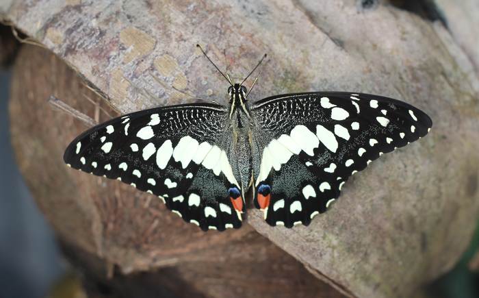 Парусник Демолей (Papilio demoleus), фото фотография беспозвоночные