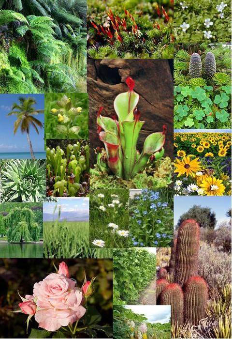 Представители высших растений, фото фотография растения