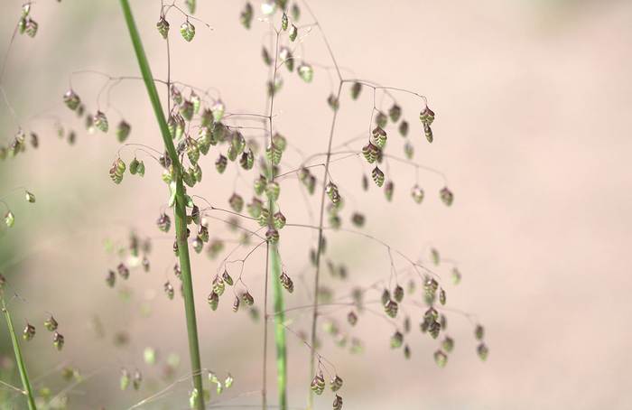 Трясунка средняя (Briza media), фото фотография растения