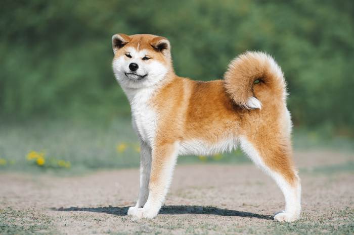 Акита-ину, фото породы собак фотография
