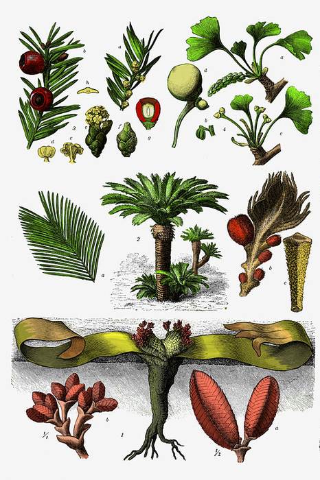 Представители голосеменных растений и их побеги (шишки), фото фотография растения