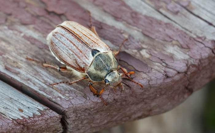 Майский жук (Melolontha hippocastani), фото фотография вредные насекомые