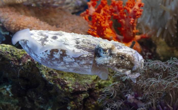 Каракатица (Sepia), фото фотография беспозвоночные