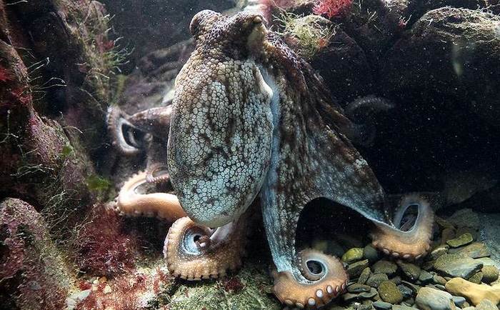 Обыкновенный осьминог (Octopus vulgaris), фото фотография мягкотелые моллюски