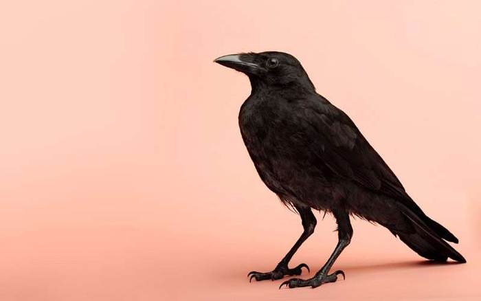 Черная ворона (Corvus corone), фото фотография врановые птицы
