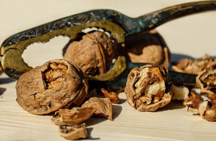 Плоды грецкого ореха (Juglans regia), фото фотография