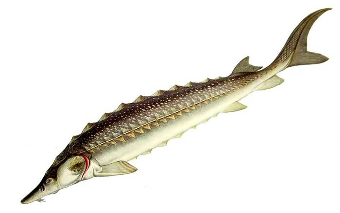 Осетр атлантический (Acipenser sturio), рисунок картинка рыбы