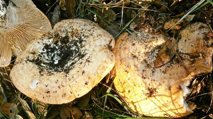 Груздь настоящий (Lactarius resimus), фото фотография грибы