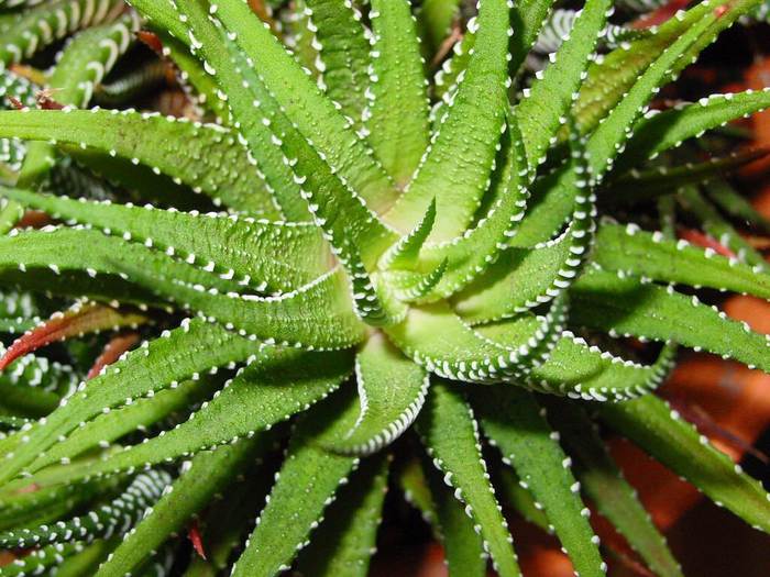 Алоэ вера (Aloe vera), фото фотография растения