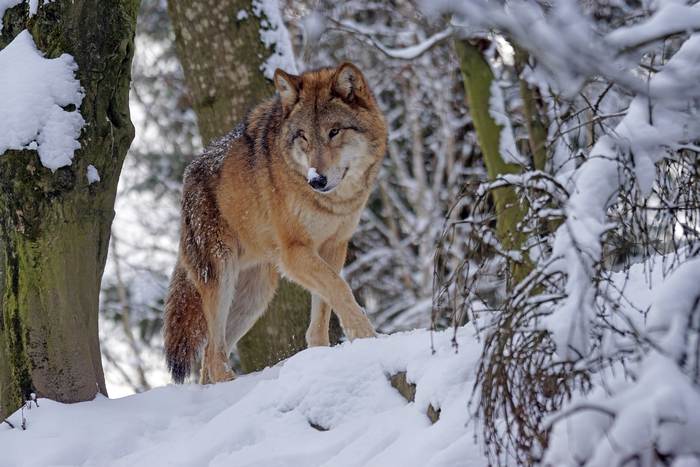 Серые волки (Canis lupus), фото фотография хищные звери
