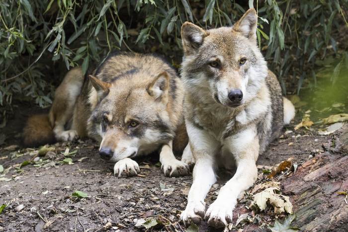 Серые волки (Canis lupus), фото фотография хищники