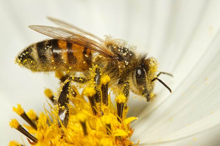 Пчела собирает нектар с цветка, фото фотография насекомые