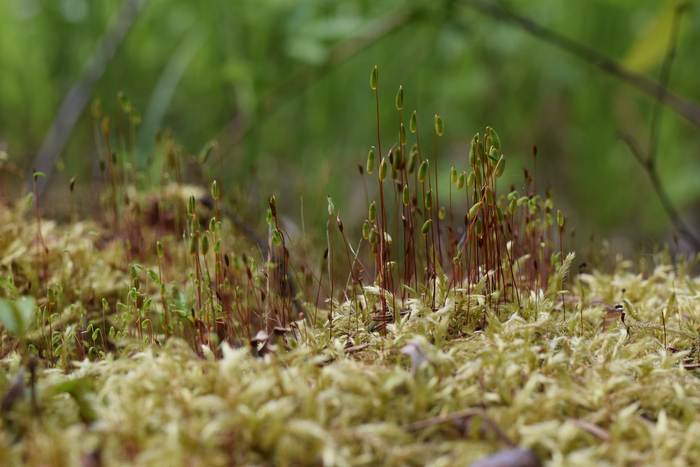 Кукушкин лён обыкновенный (Polytrichum commune), фото фотография мох