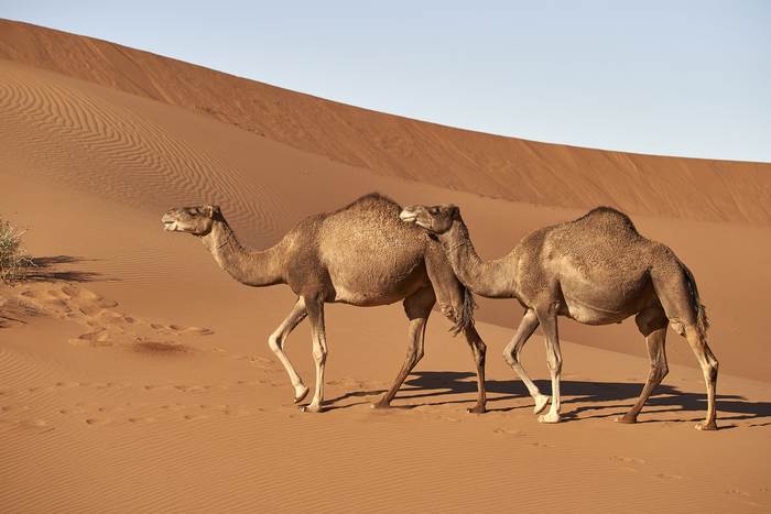 Два верблюда идут по песку, фото фотография картинка