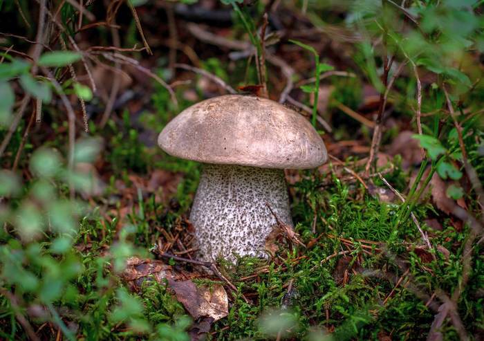 Подосиновик (Leccinum), фото фотография грибы