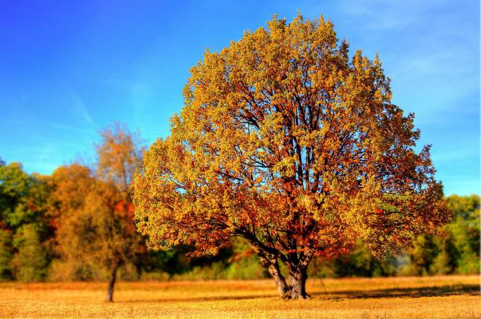 Осеннее дерево, фото фотография картинка