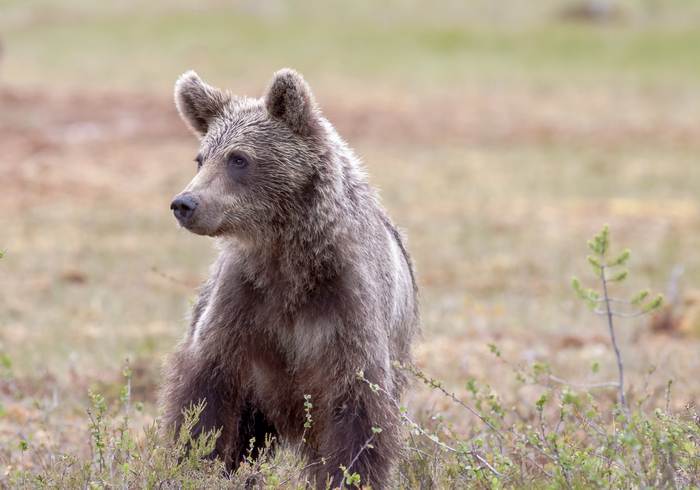 Бурый медведь (Ursus arctos), фото фотография хищные звери