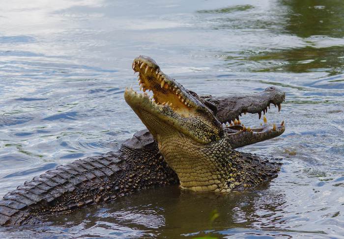Крокодилы, фото фотография рептилии