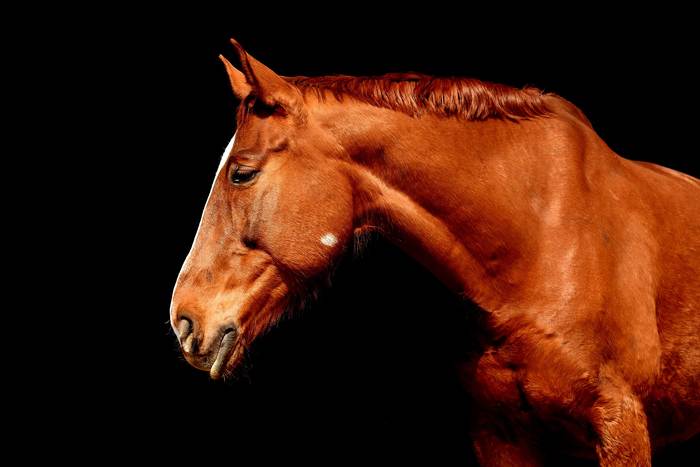 Лошадь, фото животные фотография