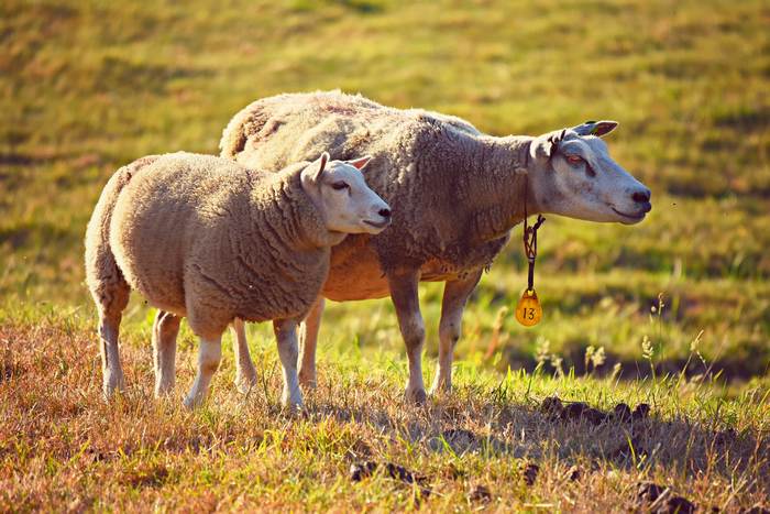Домашние овцы, фото фотография животные