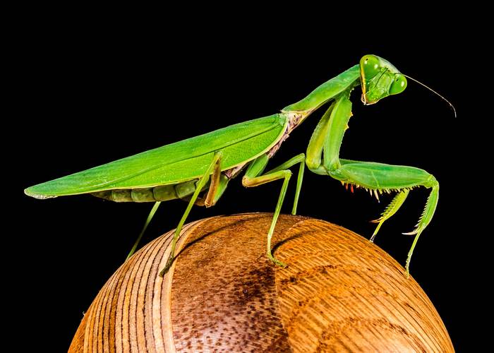 Богомол обыкновенный (Mantis religiosa), фото насекомые фотография картинка
