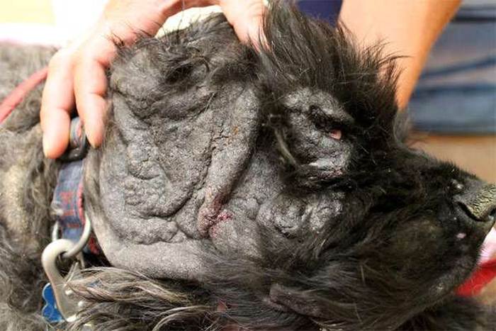 Собака, больная демодекозом, фото фотография болезни собак