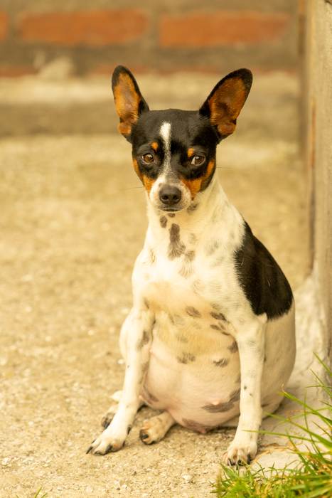 Беременная сука, фото фотография болезни собак