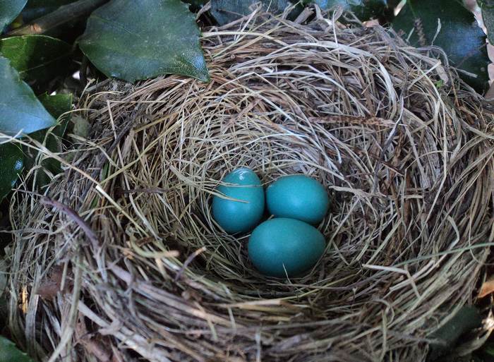 Птичье гнездо с голубыми яйцами, фото фотография