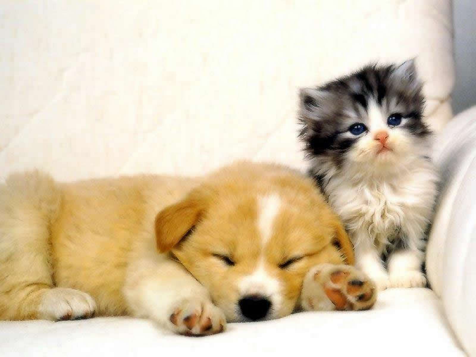 Маленькие котята и собачки