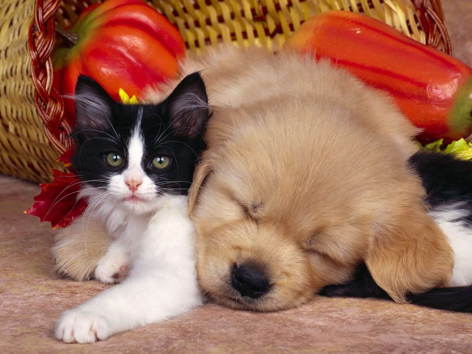 Котенок и спящий рыжий щенок, прикольное фото смешная картинка